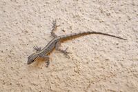 Pristurus gallagheri.jpg