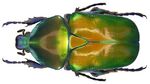 Protaetia (Potosia) speciosa speciosa (Adams, 1817) male (3874482987).jpg