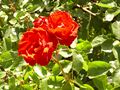 Rosa 'Andalusien' Kordes RPO.jpg