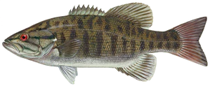 Smallmouth bass.png