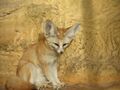 TA ZOO orna Pict0224.jpg