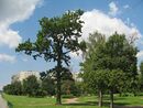 Дача Чернова. Парк01.jpg