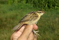 Acrocephalus paludicola 2 by-dpc