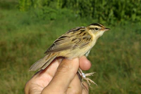 Acrocephalus paludicola 2 by-dpc