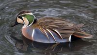 Anas formosa (male).jpg