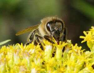 Bee on -calyx 935.jpg