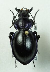 Calosoma glasunovi.JPG