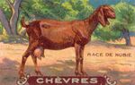 Chevres 12.jpg