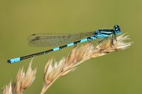 Coenagrion scitulum (31035817854).jpg
