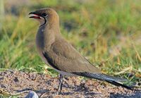 Collared pratincole (Glareola pratincola).jpg