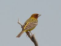 Emberiza bruniceps; Baikonur 03.jpg