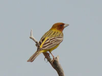 Emberiza bruniceps; Baikonur 03.jpg