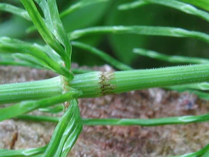 Equisetum pratense detail.jpeg