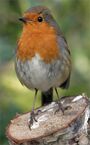 Erithacus-rubecula-melophilus Dublin-Ireland.jpg