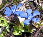 Gentiana-verna1.jpg