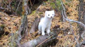Haida Ermine (Mustela haidarum).jpg