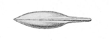 Histioteuthis bonnellii gladius.jpg