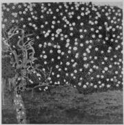 Klimt - Goldener Apfelbaum, 1903.jpg
