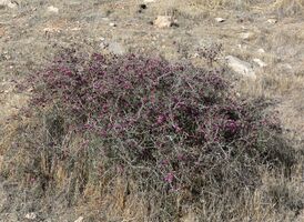 Krameria erecta 5.jpg