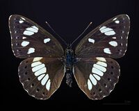Limenitis reducta MHNT CUT 2013 3 15 Buzet Dos.jpg