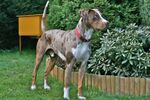 Louisiana Catahoula Leopard Dog - Red Leopard.jpg