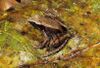 Mantidactylus aerumnalis 01.jpg
