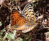 Melitaea telona mating 1.jpg