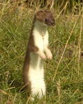 Mustela erminea upright2.jpg