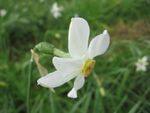 Narcissus angustifolius.jpg