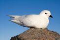 Pétrel des neiges - Snow Petrel.jpg