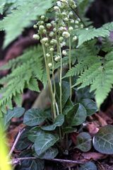 Pyrola japonica 8.JPG