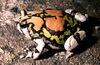 Scaphiophryne gottlebei02.jpg
