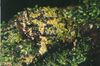 Scaphiophryne marmorata01.jpg