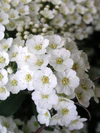 Spiraea crenata (edit).jpg