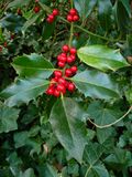 Strauch mit roten Beeren.JPG