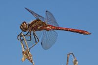 Sympetrum vulgatum LC284.jpg
