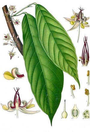 Theobroma cacao - Köhler–s Medizinal-Pflanzen-136.jpg