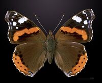 Vanessa atalanta MHNT CUT 2013 3 14 Grisolle Dos.jpg
