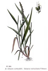 369 Setaria verticillata P.Beauv.jpg