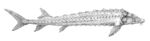 Acipenser nudiventris.jpg