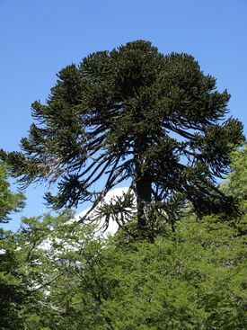 Araucaria araucana by Scott Zona - 003.jpg