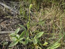 Arnica montana Blütenknospe.JPG