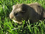 Cavy eating grass.jpg