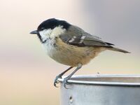 Coal Tit (6702575317).jpg