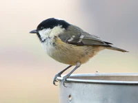 Coal Tit (6702575317).jpg