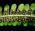 Dryopteris filix-mas4 ies.jpg