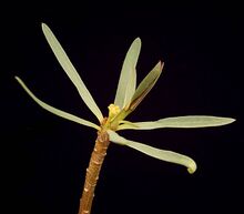 Euphorbia balsamifera3 ies.jpg