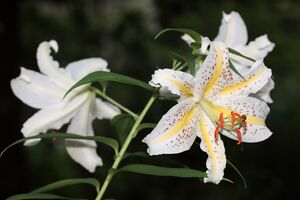 Gold-banded Lily 2 Lilium auratum Lindl. 山百合(ヤマユリ).jpg