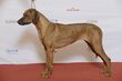 Grupp 6 RHODESIAN RIDGEBACK, NO JV-15 SE VCH Kadamo I’m In It For The Gold (23920356649).jpg