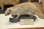 Hutia - Geocapromys ingrahami - NHMI.jpg